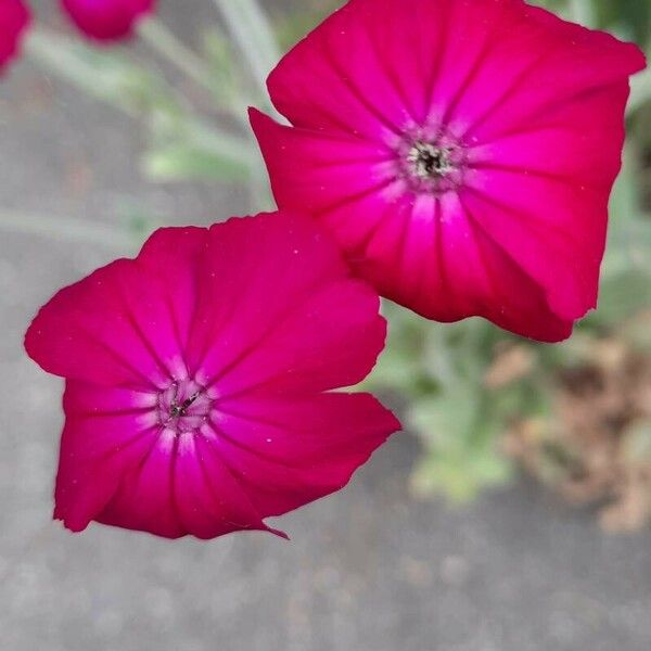 Silene coronaria Цвят