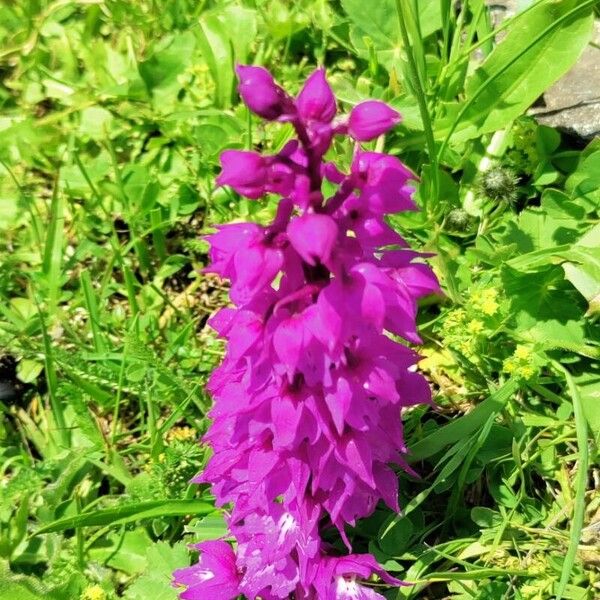 Orchis mascula Kvet