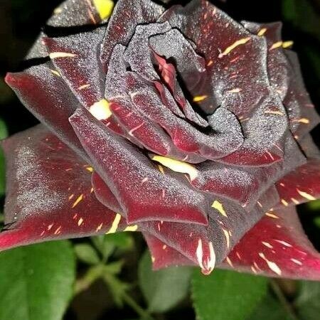 Rosa chinensis Blomst