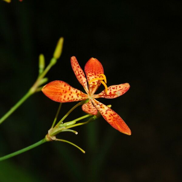 Iris domestica Kvet