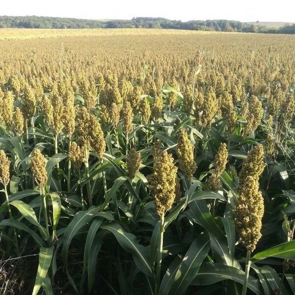 Sorghum bicolor Leaf