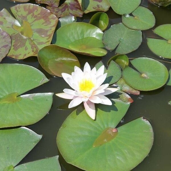 Nymphaea alba Цвят