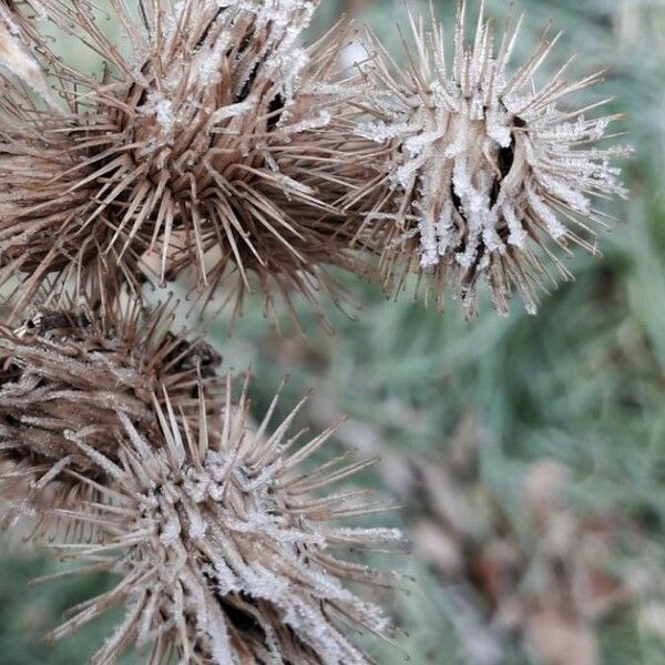 Arctium lappa Fruit