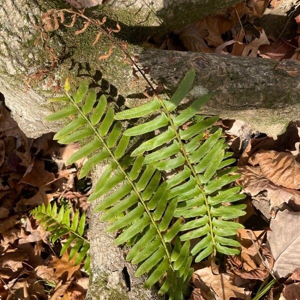 Polystichum acrostichoides Leaf