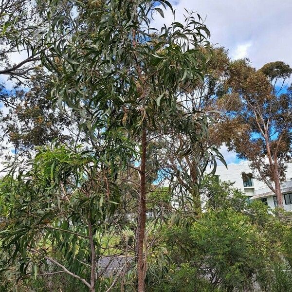 Acacia retinodes Elinympäristö