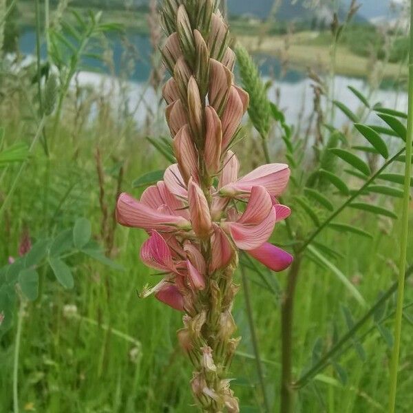 Onobrychis viciifolia Žiedas