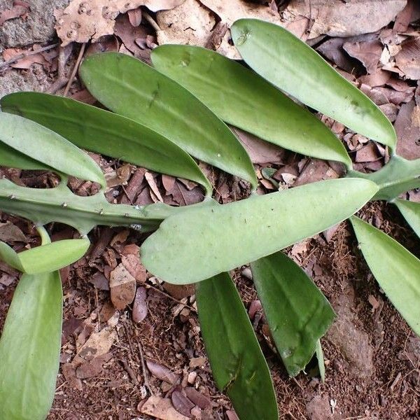 Euphorbia drupifera Leaf