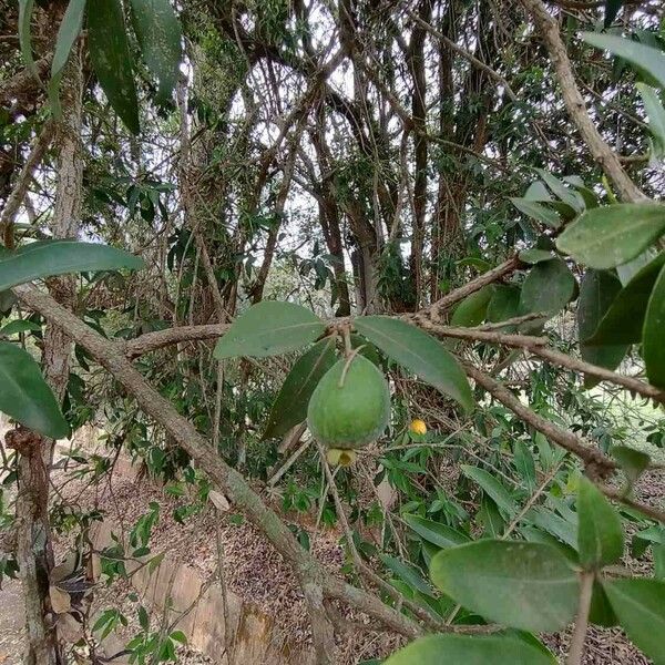 Eugenia pyriformis Fruit