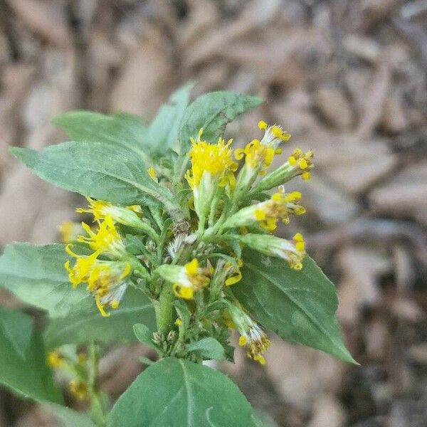 Solidago flexicaulis 花