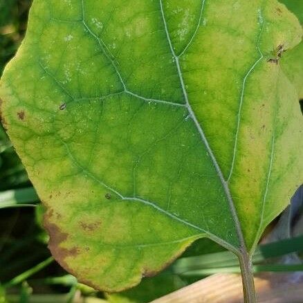 Arctium lappa Leaf