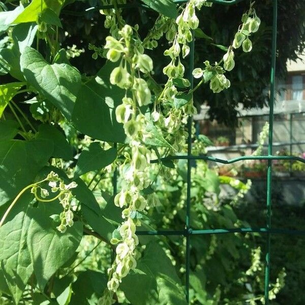 Fallopia dumetorum ഫലം