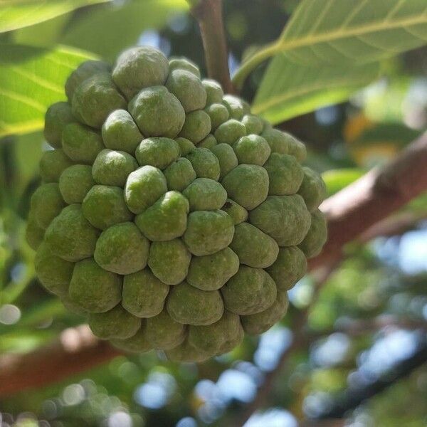 Annona squamosa Owoc