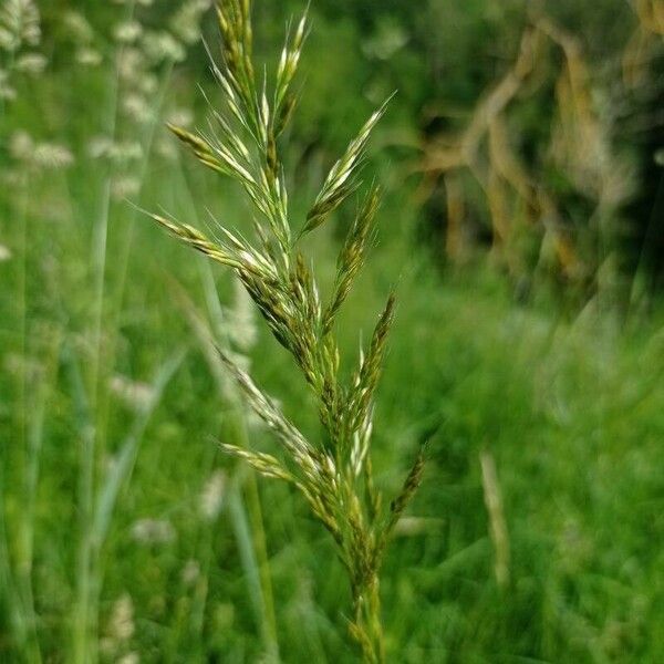 Trisetum flavescens Květ