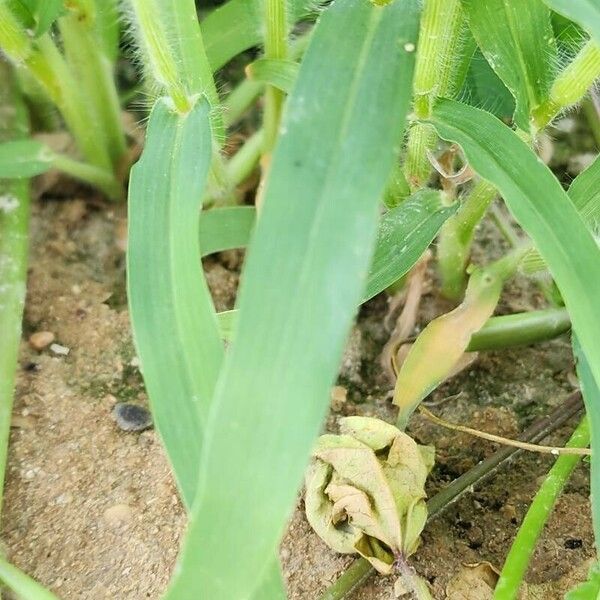 Panicum miliaceum Folio