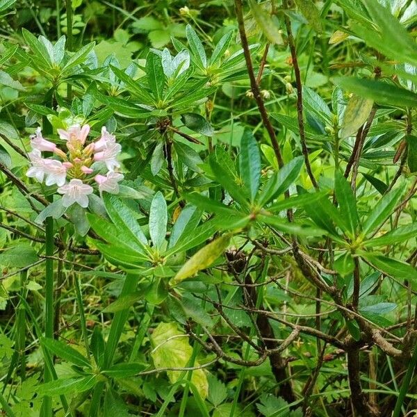 Rhododendron hirsutum 整株植物