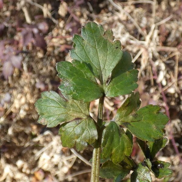 Ranunculus repens Blatt