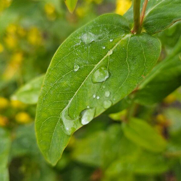 Hypericum hircinum ഇല