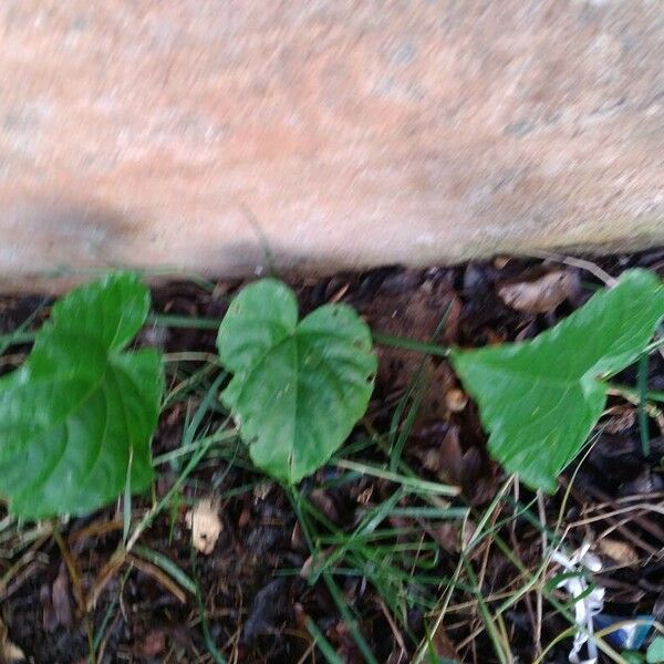 Cissus verticillata ഇല