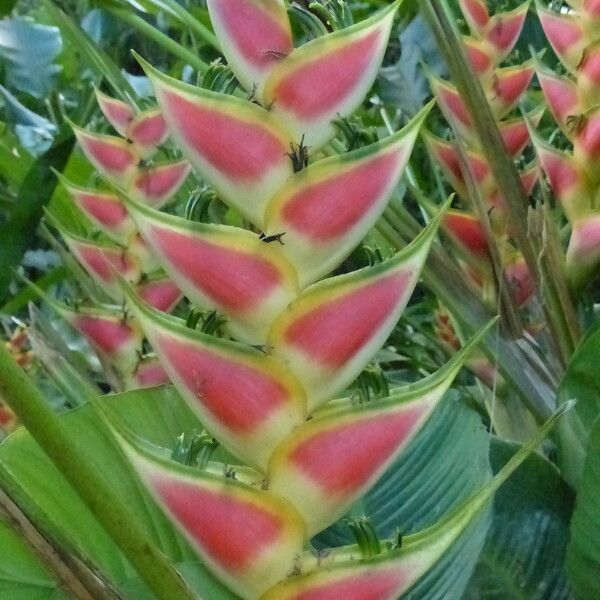 Heliconia wagneriana Annet