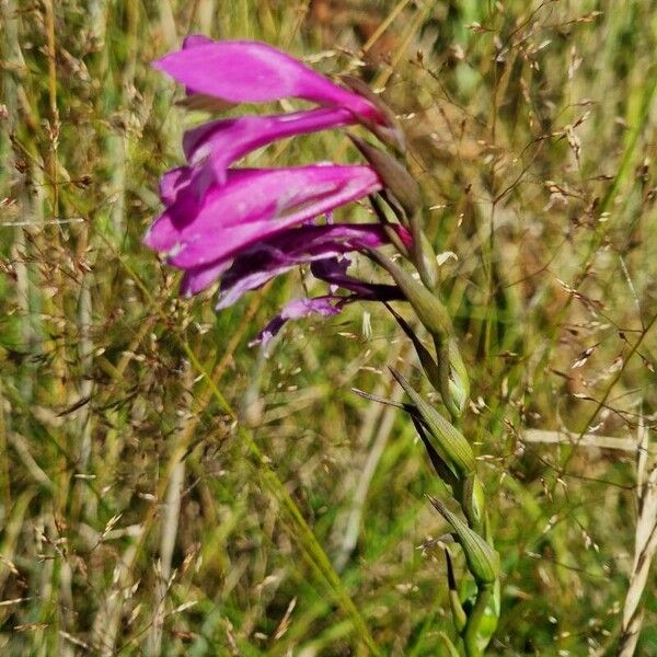 Gladiolus imbricatus Plante entière