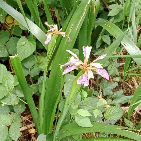 Iris foetidissima Hábito