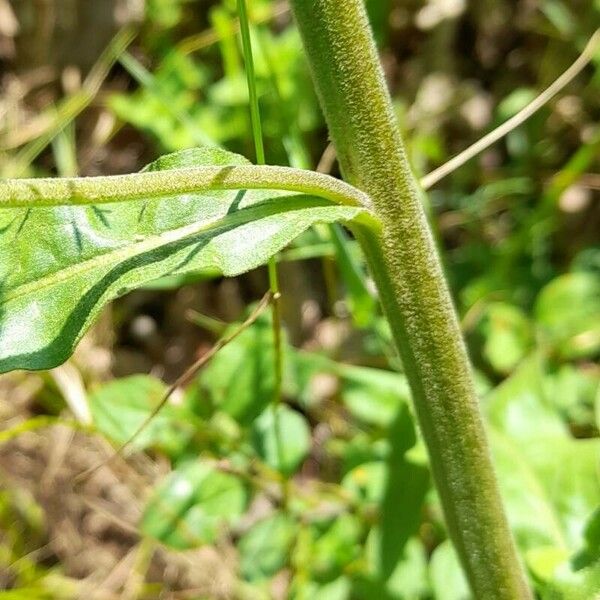 Andryala integrifolia 树皮