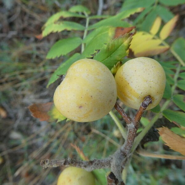 Sorbus domestica Vili