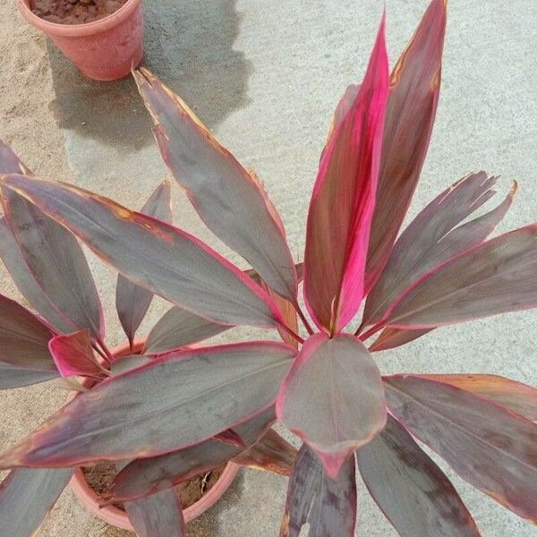 Cordyline fruticosa Liść