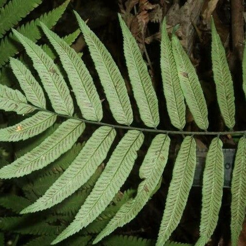 Diplazium obscurum