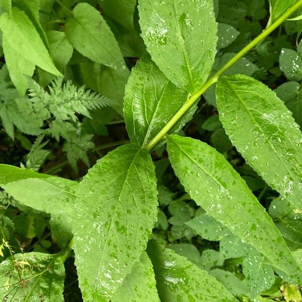 Campanula latifolia Leaf