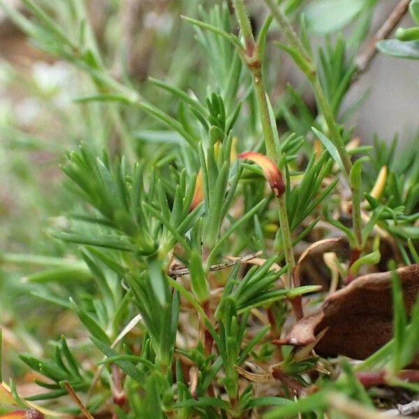 Sabulina verna موطن