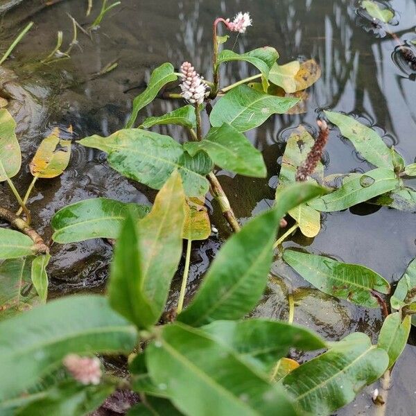 Persicaria amphibia عادت داشتن