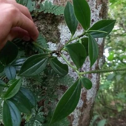 Peperomia san-joseana 葉