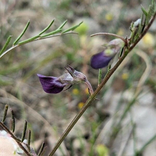 Vicia peregrina Flower