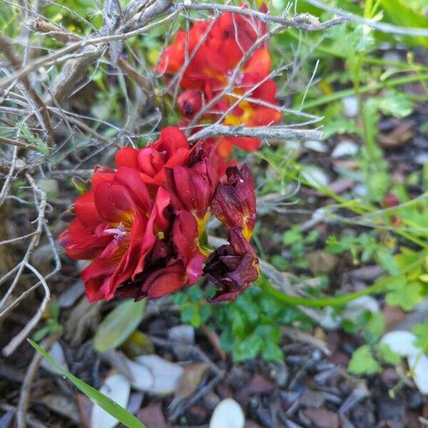 Freesia × kewensis Flor