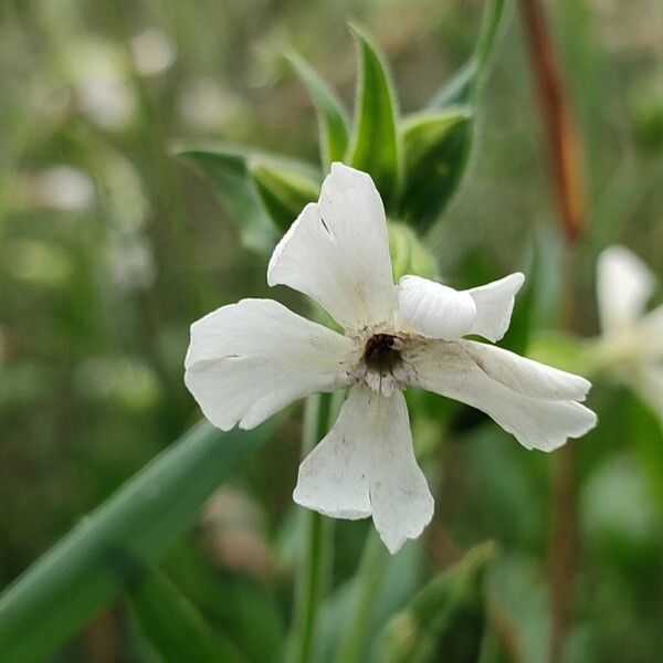 Silene noctiflora Flor