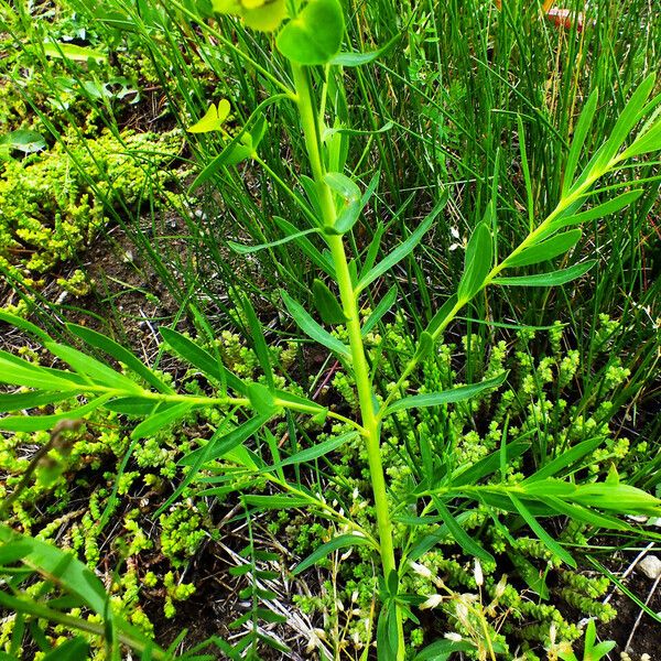 Euphorbia esula Fuelha