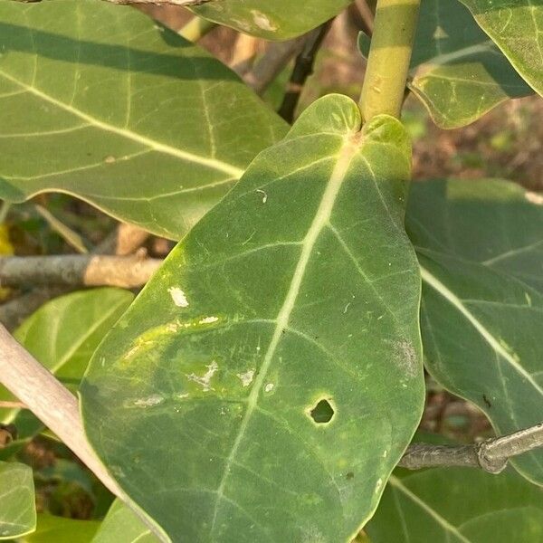 Calotropis gigantea Foglia