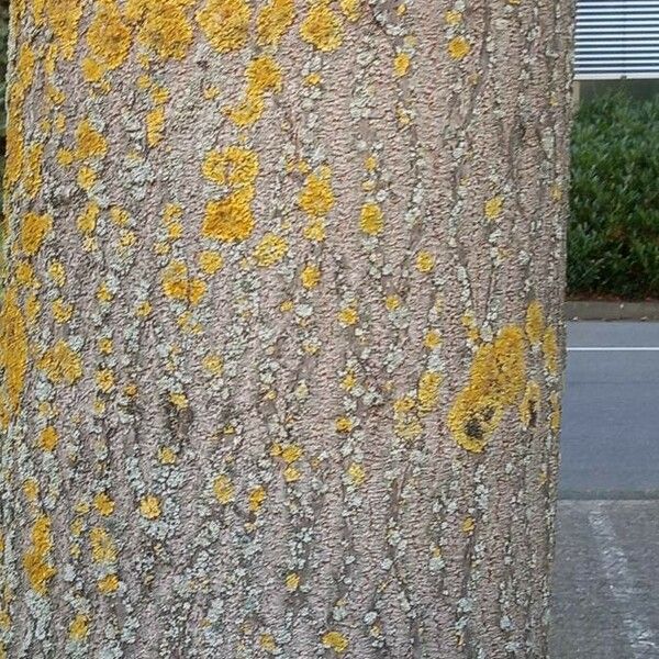 Paulownia tomentosa Bark