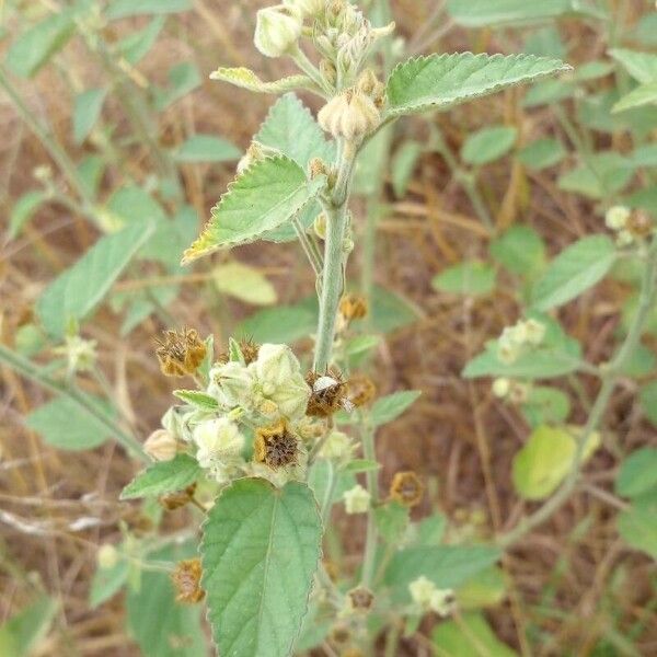 Sida cordifolia Fruit