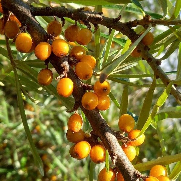 Hippophae rhamnoides Fruit