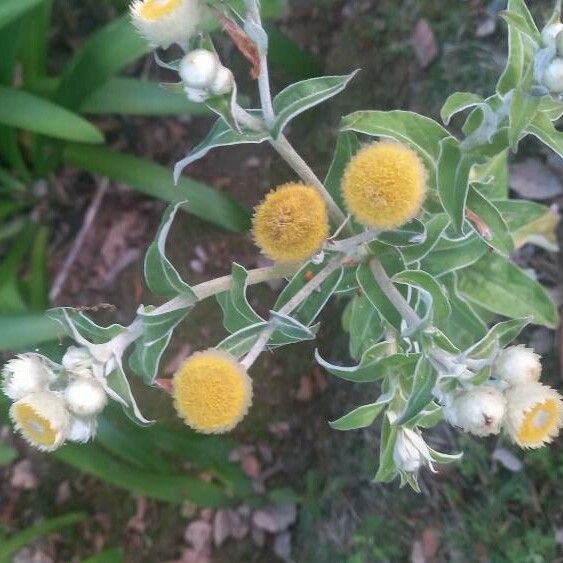 Helichrysum foetidum Blodyn