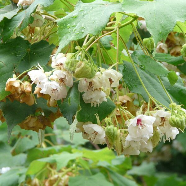 Dombeya burgessiae Kwiat