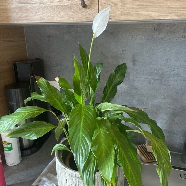 Spathiphyllum floribundum Folla