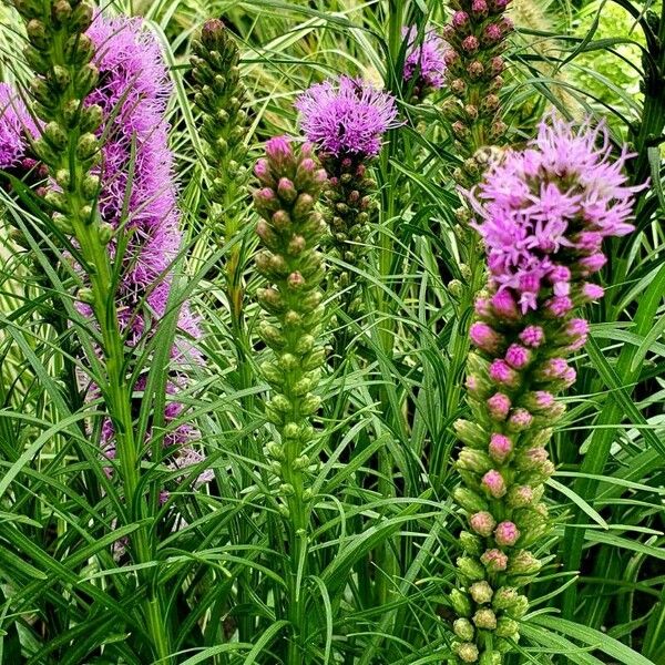 Liatris spicata 花