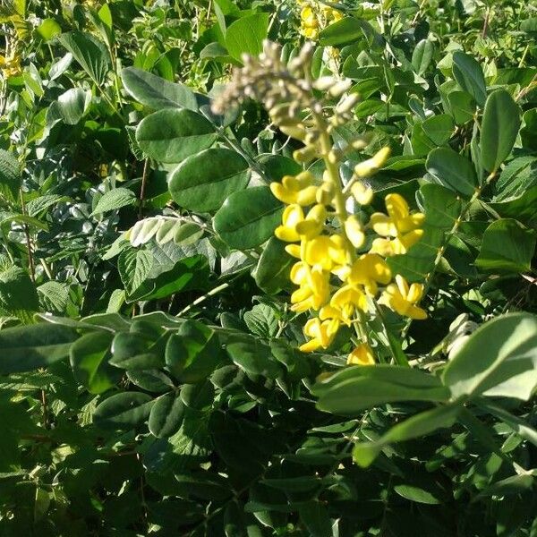 Sophora tomentosa Costuma