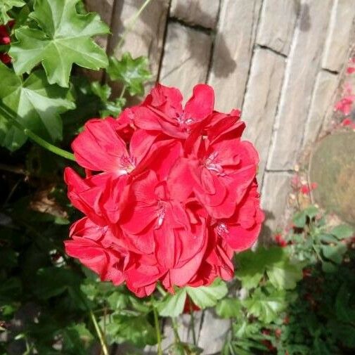 Pelargonium inquinans Žiedas