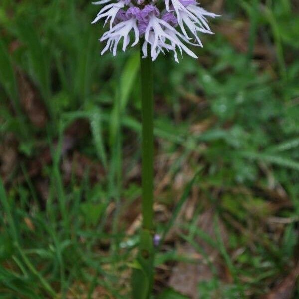 Orchis italica Hábitos