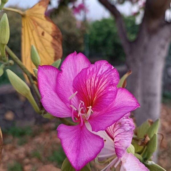 Bauhinia purpurea Blüte