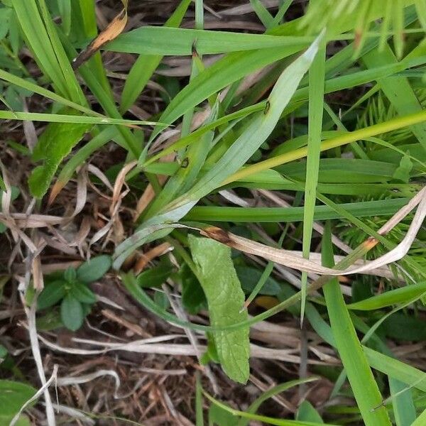 Carex flacca Blad
